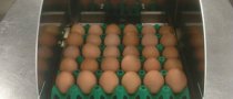 Χειρωνακτική εκτύπωση αυγών